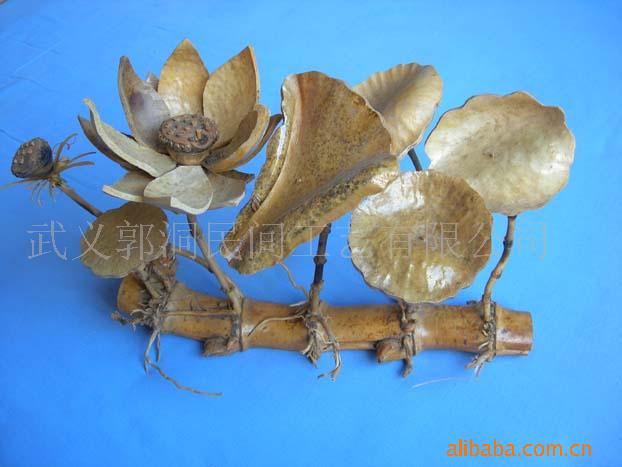 供应迎宾荷花