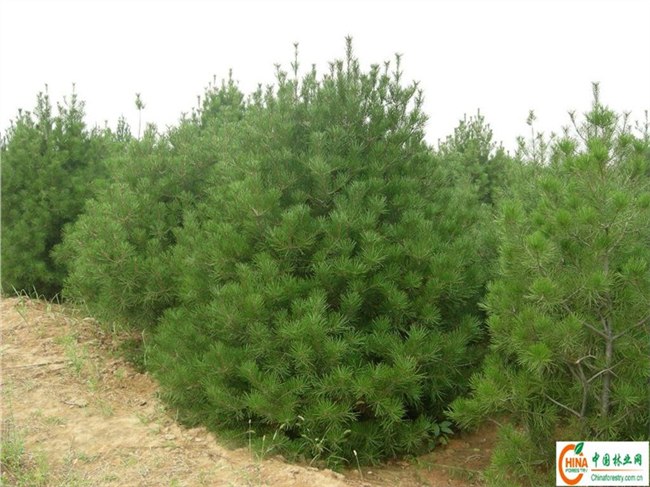 供应1-4米白皮松 山西白皮松价格 营养杯白皮松繁育基地