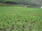 供应云杉苗云杉苗价格油松种植技术
