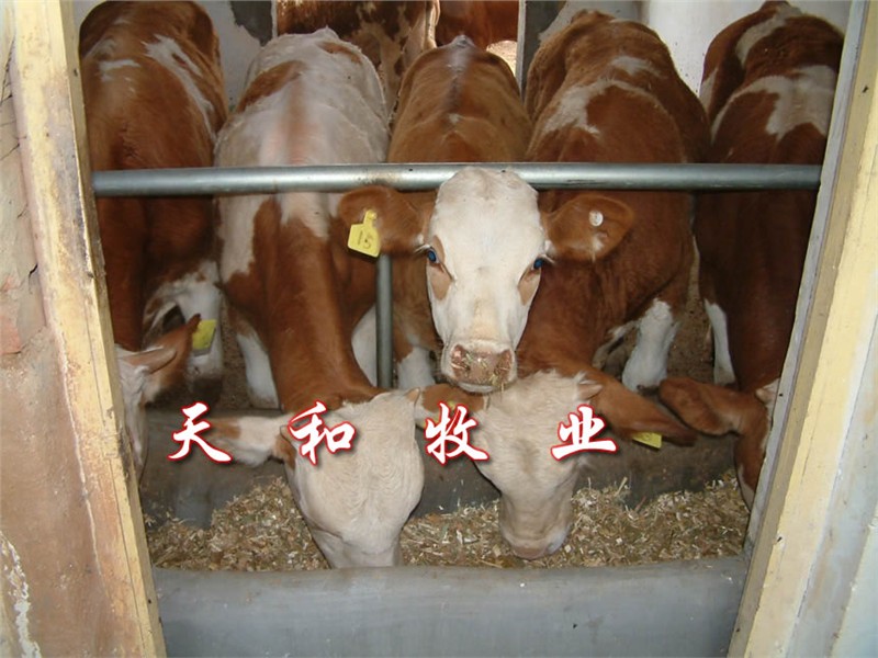 供应西门塔尔牛养殖技术 改良肉牛快速育肥的好品种西门塔尔牛