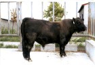 供应高档肉牛品种 改良和牛 浙江养殖和牛的前景如何 和牛养殖效益如何 种牛肉牛 