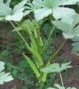 保健药用特菜 补肾菜种子