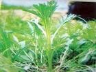 保健药用特菜 柳蒿种苗