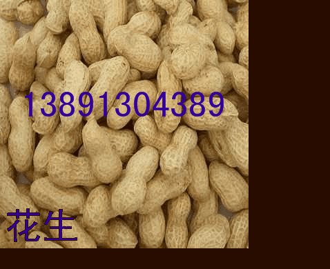 供应陕西花生基地，陕西花生价格