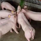 低价出售各种瘦肉型苗猪