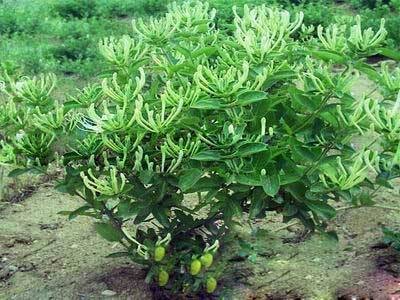 供应金银花种植