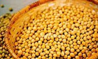 供应批发黄豆 大豆价格 绿豆供应商