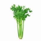供应芹菜提取物，生产芹菜提取物，芹菜提取物厂家