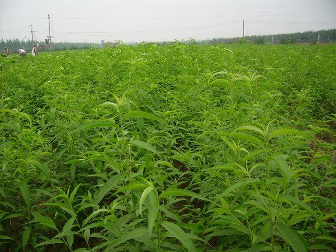 供应 白皮松 桃树苗