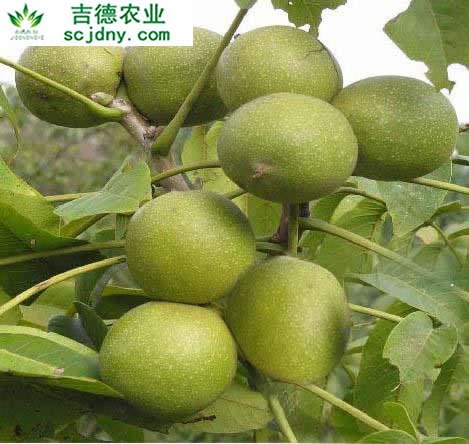 供应高规格核桃苗