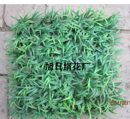 供应大宽叶草草坪25*25cm(9*9