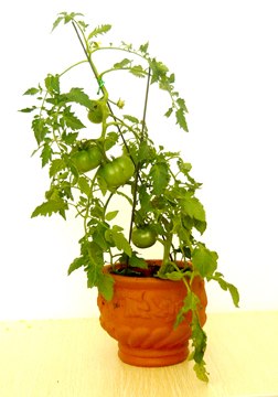 供应盆栽番茄