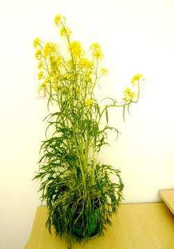 供应观赏蔬菜销售