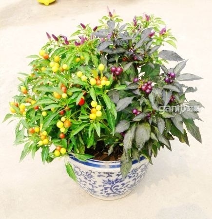 观赏型蔬菜