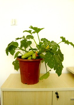 供应观赏型蔬菜