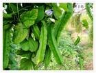四棱豆种子 