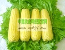 超甜水果玉米种子
