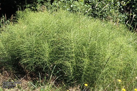 供应问荆提取物