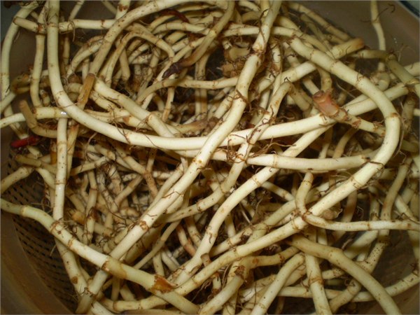 供应鱼腥草提取物