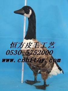 供应仿真野生动植物标本