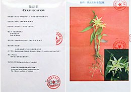 供应铁皮石斛种植利润惊人  10平米获利超万