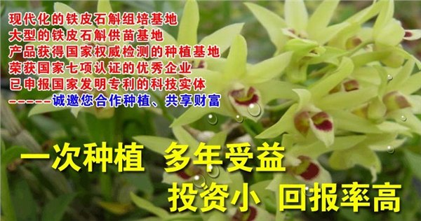 供应铁皮石斛