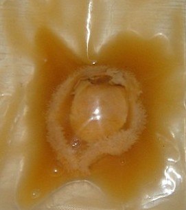 供应燕鲍翅