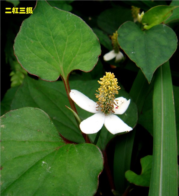供应鱼腥草提取物