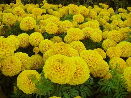 万寿菊