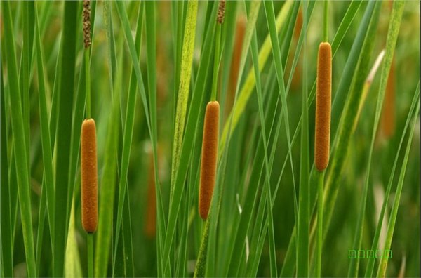 花叶香蒲批发