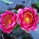 婴儿红睡莲