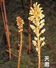 天麻