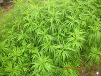 降压菜   柳蒿种苗