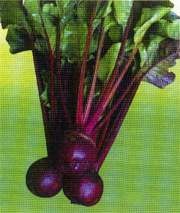 特色保健种苗 补血菜红背菜