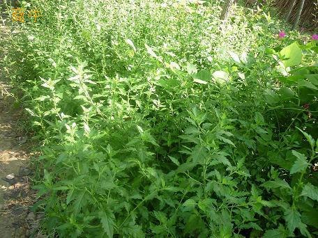 保健蔬菜种子  菊花脑种子（种苗） 