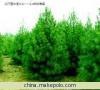 供应山西白皮松 白皮松