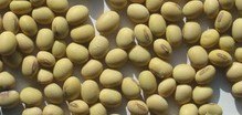 出售国产优质大豆、加拿大黄豆