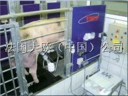 供应IMV自动采精设备|大欧