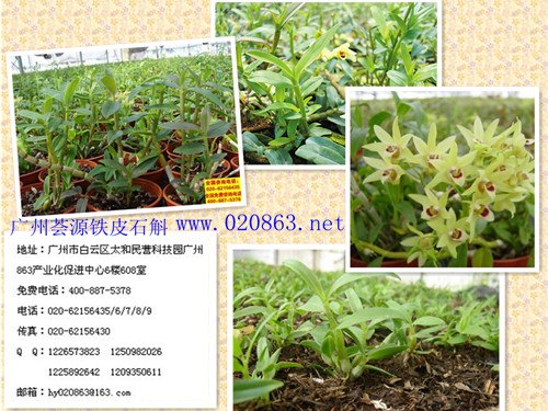 供应农业科技有限公司金银花种苗