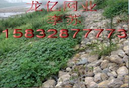 供应雷诺护垫生态石笼网格宾笼蜂巢格网8号铅丝笼