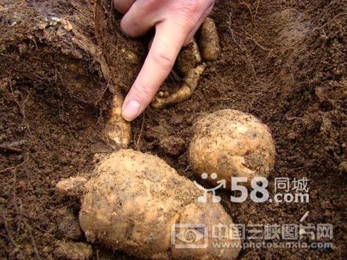 供应供应天麻种植|人工室内天麻种植|北京天麻种植技术