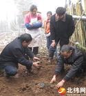 供应天麻种子、天麻回收、天麻高价回收、北京天麻