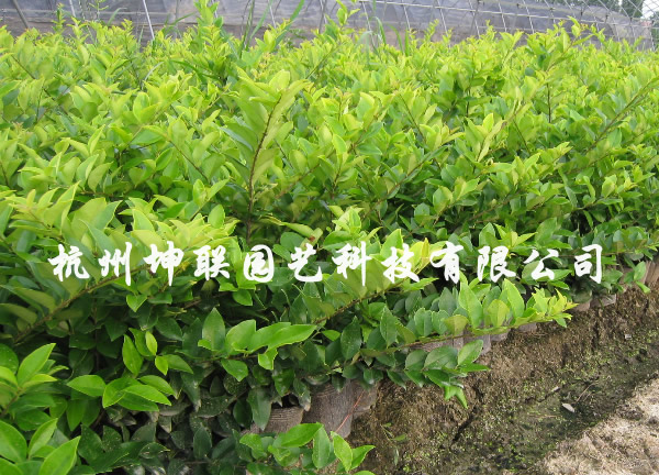 金森女贞 