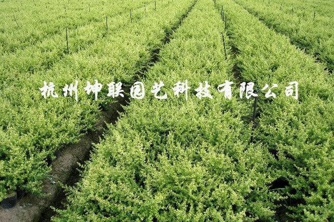 小丑火棘