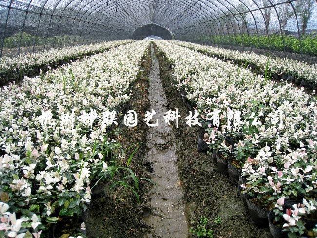 花叶络石 