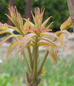 供应香椿籽 香椿芽苗菜四季种植春芽蔬菜种子