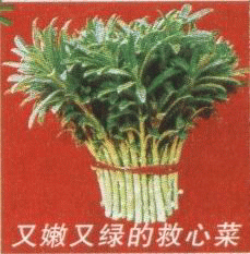 救心菜|费菜|养心菜|珍珠菜