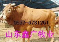 牛 肉牛 西门塔尔牛 鲁西黄牛
