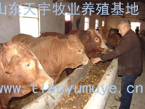 西门塔尔牛、夏洛莱等改良牛