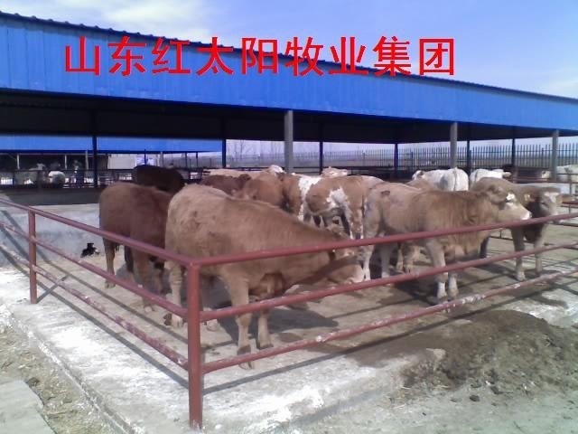 波尔山羊、小尾寒羊、西门塔尔牛